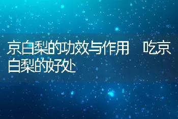 京白梨的功效与作用 吃京白梨的好处