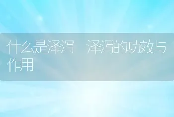 什么是泽泻 泽泻的功效与作用