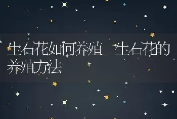 生石花如何养殖 生石花的养殖方法