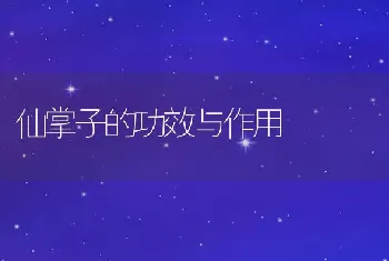 仙掌子的功效与作用