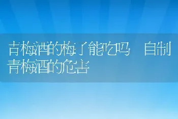 青梅酒的梅子能吃吗 自制青梅酒的危害