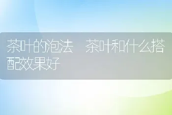 茶叶的泡法 茶叶和什么搭配效果好