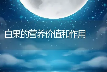 白果的营养价值和作用