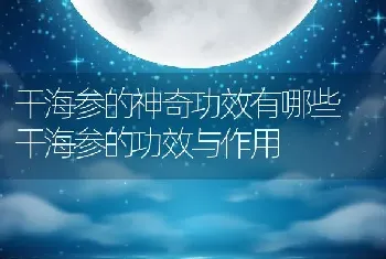 干海参的神奇功效有哪些 干海参的功效与作用