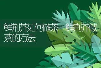 砂仁的功效与作用