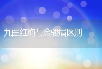 九曲红梅与金骏眉区别