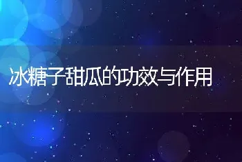 冰糖子甜瓜的功效与作用