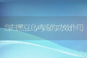 当归黑豆乌鸡汤的功效作用