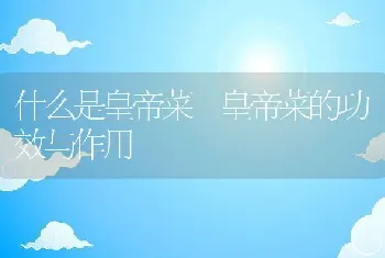 什么是皇帝菜 皇帝菜的功效与作用