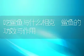 吃鲎鱼与什么相克 鲎鱼的功效与作用