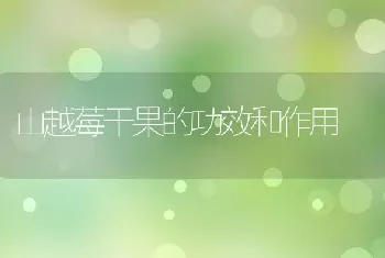 山越莓干果的功效和作用