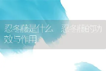 忍冬藤是什么 忍冬藤的功效与作用