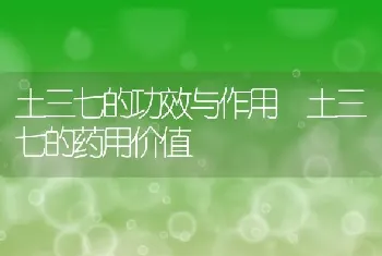 红刺藤的功效和作用 红刺藤的药用价值有哪些