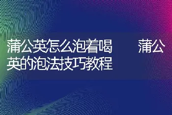 蒲公英怎么泡着喝  蒲公英的泡法技巧教程