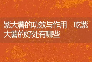 紫大薯的功效与作用 吃紫大薯的好处有哪些