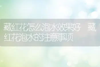 藏红花怎么泡水效果好 藏红花泡水的注意事项