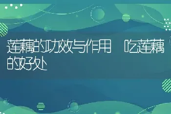 酒枣的功效与作用