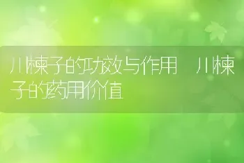 川楝子的功效与作用 川楝子的药用价值