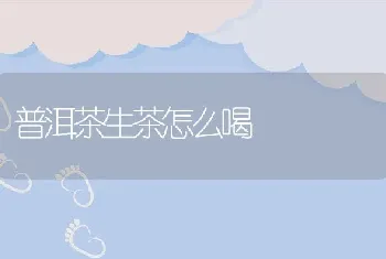 普洱茶生茶怎么喝