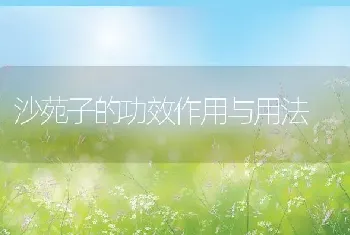 沙苑子的功效作用与用法