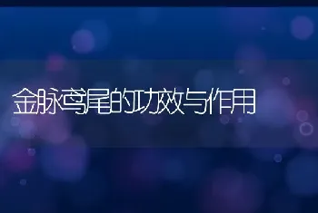 金脉鸢尾的功效与作用