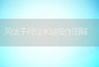 风信子种球水培操作图解