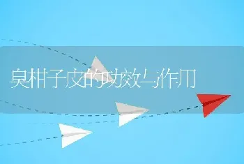 臭柑子皮的功效与作用