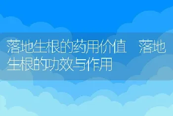 落地生根的药用价值 落地生根的功效与作用