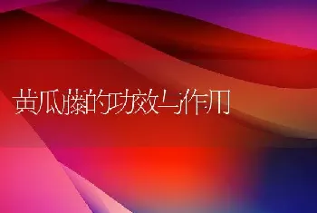 黄瓜藤的功效与作用