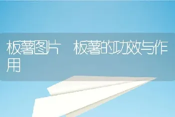 板薯图片 板薯的功效与作用