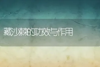 藏沙棘的功效与作用