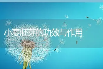 小麦胚芽的功效与作用