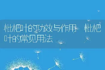 枇杷叶的功效与作用 枇杷叶的常见用法