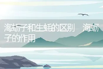 海蛎子和生蚝的区别 海蛎子的作用