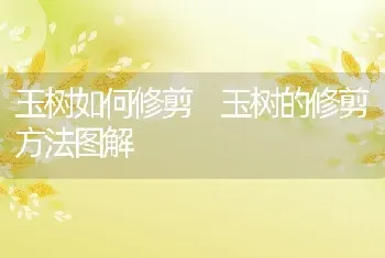 玉树如何修剪 玉树的修剪方法图解