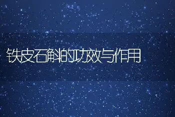 铁皮石斛的功效与作用