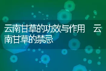 云南甘草的功效与作用 云南甘草的禁忌