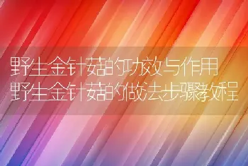 野生金针菇的功效与作用 野生金针菇的做法步骤教程