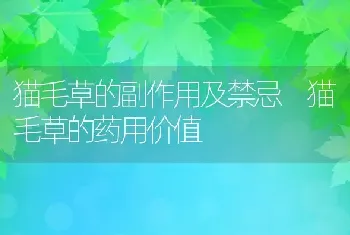 猫毛草的副作用及禁忌 猫毛草的药用价值