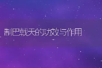 制巴戟天的功效与作用