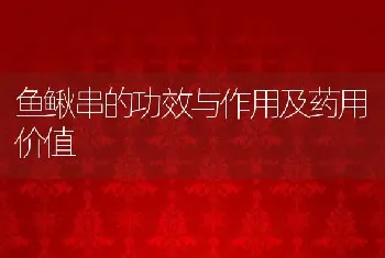 鱼鳅串的功效与作用及药用价值