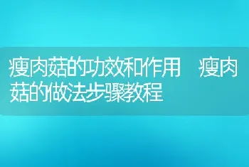 瘦肉菇的功效和作用 瘦肉菇的做法步骤教程