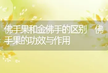 佛手果和金佛手的区别 佛手果的功效与作用