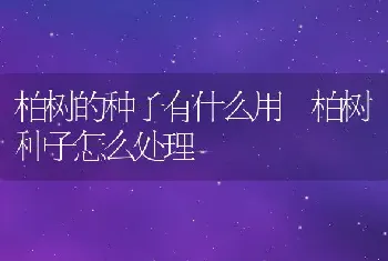 柏树的种子有什么用 柏树种子怎么处理