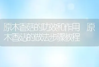 原木香菇的功效和作用 原木香菇的做法步骤教程