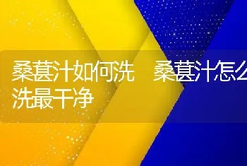 桑葚汁如何洗 桑葚汁怎么洗最干净