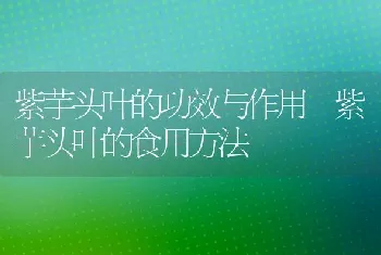 紫芋头叶的功效与作用 紫芋头叶的食用方法