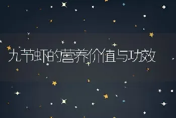 九节虾的营养价值与功效