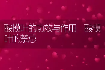 酸模叶的功效与作用 酸模叶的禁忌