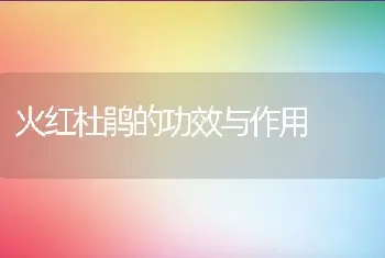 火红杜鹃的功效与作用